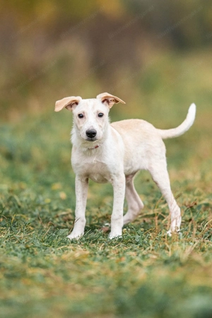 Zuckersüßer Cream sucht warmes Körbchen Bild 3