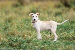 Zuckersüßer Cream sucht warmes Körbchen Bild 4
