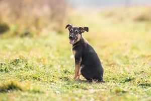 Kleine Chernichka sucht liebevolle Menschen Bild 2