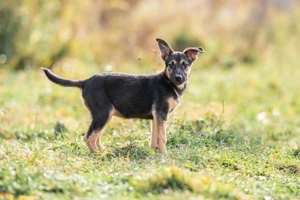 Kleine Chernichka sucht liebevolle Menschen Bild 3