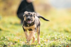 Kleine Chernichka sucht liebevolle Menschen Bild 4