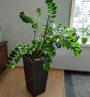 Zimmerpflanze mit Topf