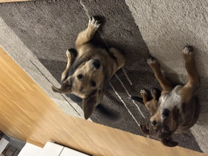 Dino - toller Hund Bild 2