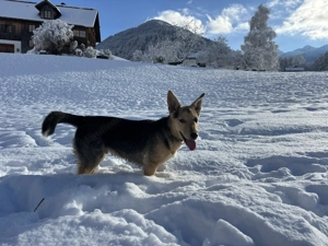 Dino - toller Hund Bild 3