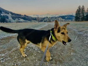 Dino - Hund sucht Lebensplatz Bild 6