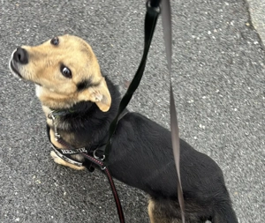 Dino - Hund sucht Lebensplatz Bild 5