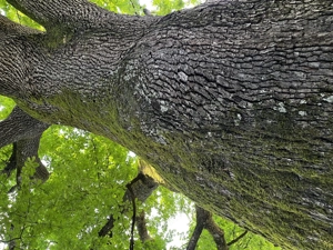 zuverlässige Dame , 50 + , sucht dringend eine Wohnung, bis 700  , bitte alles anbieten, danke  Bild 2