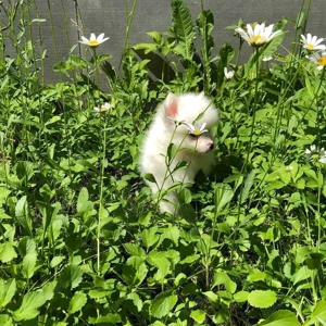 Pomsky-Welpen suchen ein neues Zuhause Bild 3