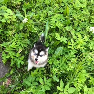 Pomsky-Welpen suchen ein neues Zuhause Bild 2