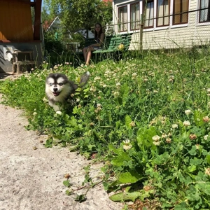 Pomsky-Welpen suchen ein neues Zuhause Bild 4