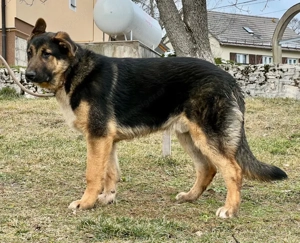 Pop möchte mit IHNEN durchs Leben gehen Bild 5