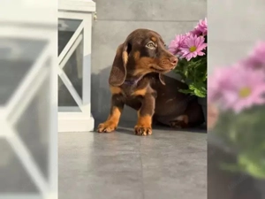 Dackel Welpen suchen ein liebevolles Zuhause Bild 2