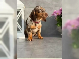 Dackel Welpen suchen ein liebevolles Zuhause Bild 3