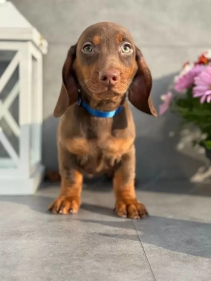 Dackel Welpen suchen ein liebevolles Zuhause Bild 5