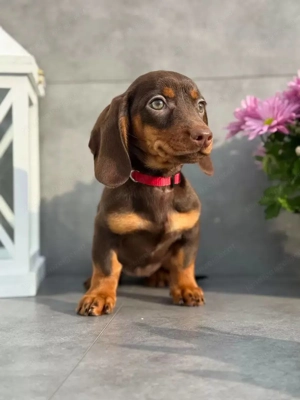 Dackel Welpen suchen ein liebevolles Zuhause Bild 4