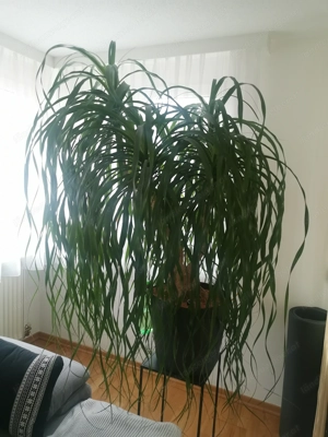 Pflanzen (Elefanten Fuß) 