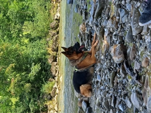 Solventes,zuverlässiges Paar "MIT HUND",sucht längerfristiges Plätzchen,Wohnung, zum wohl fühlen Bild 4