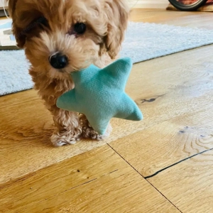 Maltipoo Welpen Bild 4