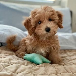 Maltipoo Welpen
