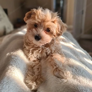 Maltipoo Welpen Bild 2