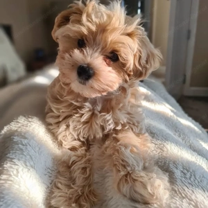 Maltipoo Welpen Bild 3