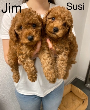 Toy Zwerg Pudel Welpen Bild 2