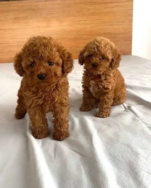 Toy Zwerg Pudel Welpen Bild 3