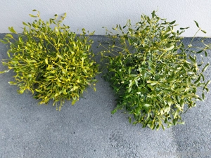Mistelzweig Bild 2