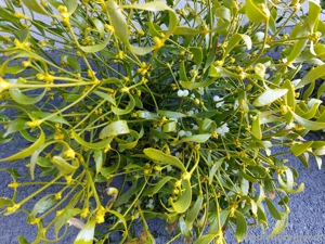 Mistelzweig Bild 3