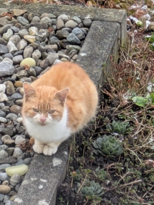 Junge Katze zugelaufen in Dornbirn, Roßmähder