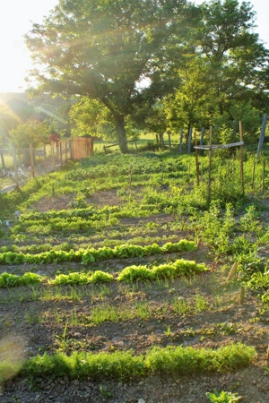 Sehr schönes Haus in Ungarn Bild 3
