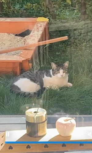 Katze , Langhaarkatze, Hilfe 