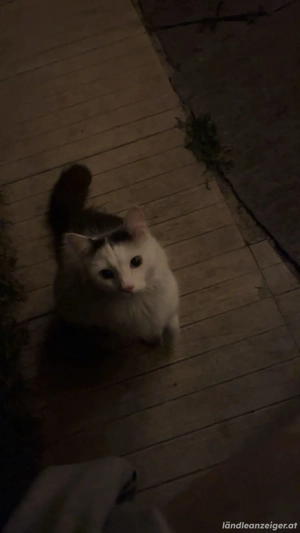 Katze , Langhaarkatze, Hilfe  Bild 2