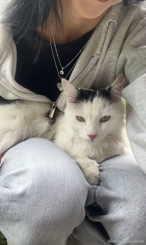 Katze , Langhaarkatze, Hilfe  Bild 3