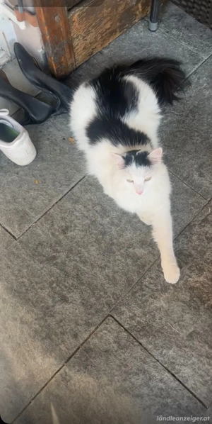 Katze , Langhaarkatze, Hilfe  Bild 4