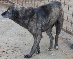 Amer freut sich auf warmes Zuhause - NOTFALL Bild 3