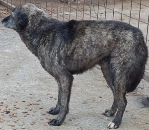 Amer freut sich auf warmes Zuhause - NOTFALL Bild 2