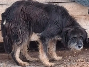 Stache wartet auf SEINE Familie - NOTFALL Bild 2