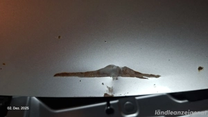 Golf V Motorhaube Silber LA7W Bild 2