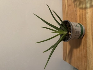 Aloe Vera Pflanze