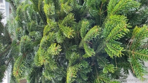 Weihnachtsbaum Bild 3