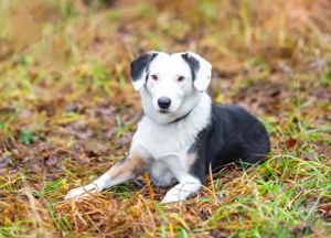 Belle möchte noch die Welt sehen... Bild 2