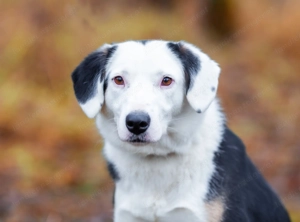 Belle möchte noch die Welt sehen... Bild 4