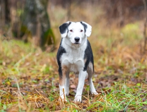 Belle möchte noch die Welt sehen... Bild 5