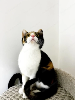 Wunderschöne und junge Caramel sucht warmes Körbchen Bild 3