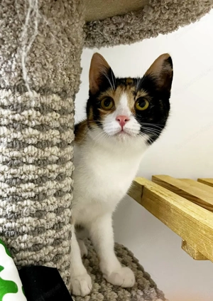 Wunderschöne und junge Caramel sucht warmes Körbchen Bild 4