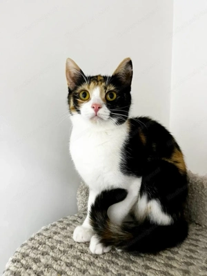 Wunderschöne und junge Caramel sucht warmes Körbchen Bild 2