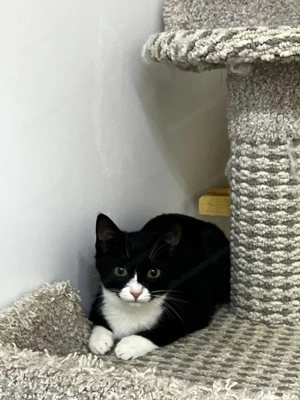 Wer schenkt Maeve ihr Zuhause für immer... Bild 2