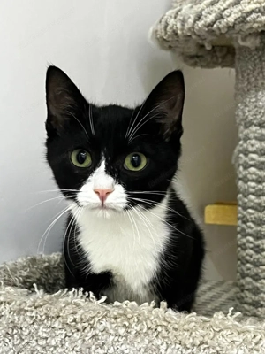 Wer schenkt Maeve ihr Zuhause für immer... Bild 5