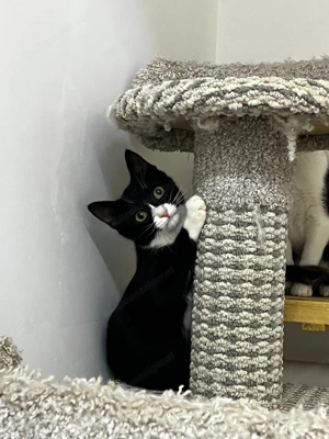 Wer schenkt Maeve ihr Zuhause für immer... Bild 3